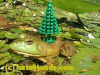 /home//u458753944/public_html/sourcegallery///Frogs/Bullfrogs 2016-08 Ontario/P8081375.JPG